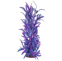 Plante d''aquarium décorative avec de longues feuilles