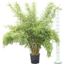 Plante de bambou en pot d''environ 150 centimètres de haut