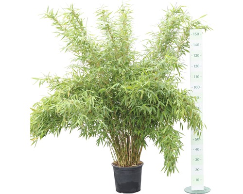 Plante de bambou en pot d''environ 150 centimètres de haut