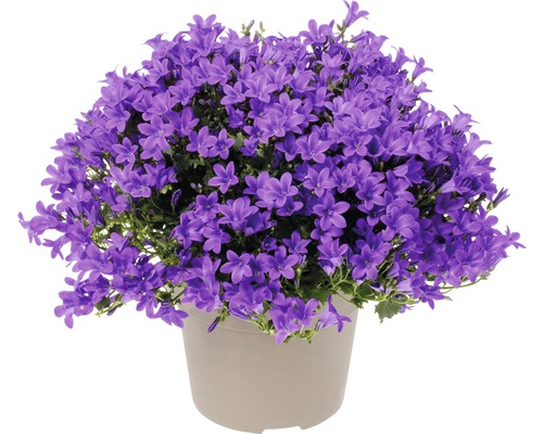 Campanule FloraSelf Campanula portenschlagiana 'Intens Purple' pot Ø 20 cm