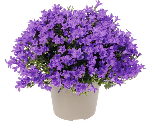 Campanule FloraSelf Campanula portenschlagiana 'Intens Purple' pot Ø 12 cm