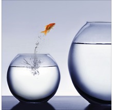 Glasbild Jumping fish 50x50 cm GLA494