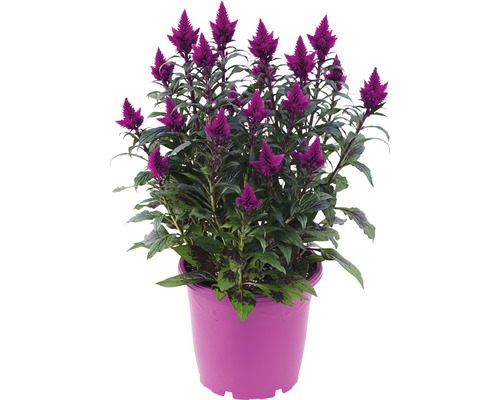 Célosie argentée FloraSelf Celosia argentea caracas pot Ø 25 cm