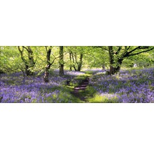 Chemin forestier à travers un champ de fleurs printanières