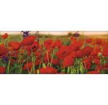 Tableau en verre Summer poppy field 30x80 cm-thumb-0