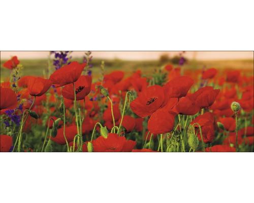 Tableau en verre Summer poppy field 30x80 cm-0