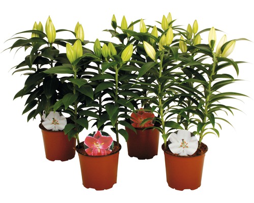 Orientalische Lilie Mix FloraSelf Lilium orientalis Ø 13 cm Topf, duftende Blüten Mehrere Lilienpflanzen in Töpfen mit Blütenknospen und Blüten