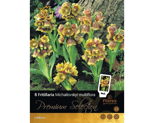 Bulbes de fleurs Premium Selection fritillaires Michaelowski multiflora 8 pièces Paquet de huit bulbes de Fritillaria Michailovskyi multiflora