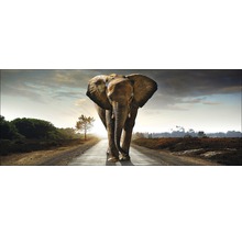Glasbild Elephant 30x80 cm GLA979-thumb-0