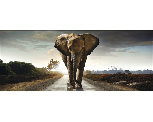 Tableau en verre Elephant 50x125 cm