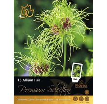 Paquet d''ail d''ornement Allium Hair, contient 15 bulbes de fleurs