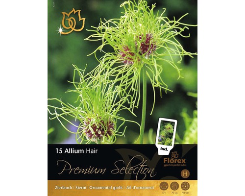 Blumenzwiebel Premium Allium/Zierlauch 'Hair' 15 Stk