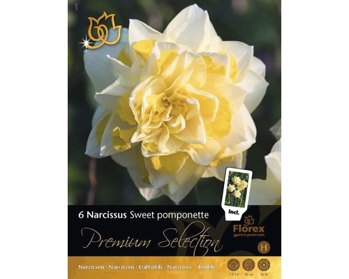 Bulbes de narcisses Premium 'Sweet Pompon', 6 pièces