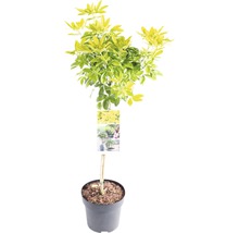 Schefflera Pflanze im Topf mit gelb-grünen Blättern