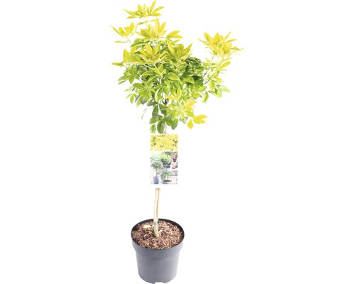 Fleur d'oranger tiges FloraSelf Choisya ternata 'Sundance' hauteur de tige 50 cm Co 3 L Plante Schefflera en pot avec des feuilles jaune-vert
