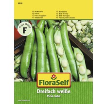 Fève 'Trois fois blanche' FloraSelf semences non-hybrides semences de légumes-thumb-0