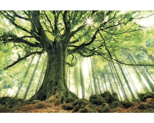 Tableau sur toile Green Giant 100x150 cm Tableau sur toile Green Giant 100x150 cm