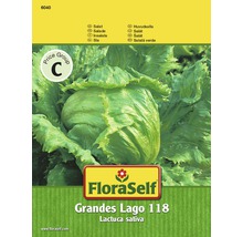 Laitue iceberg 'Great Lakes 118' FloraSelf semences non-hybrides semences de salade-thumb-1