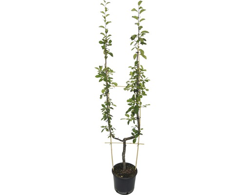 Poirier bio en forme de U simple FloraSelf Bio Pyrus communis arbre fruitier en espalier h 100-150 cm Co 10 l diff. variétés
