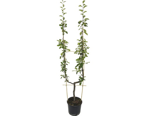 Arbre frutier FloraSelf poirier en espalier simple forme de U Pyrus communis h 100-150 cm Co 12 l