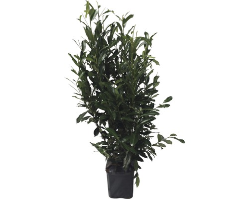 Lorbeer-Kirschbaum im Topf