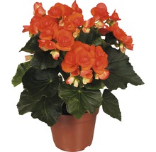 Bégonia Elatior FloraSelf Begonia elatior 'Reina' H 30-40 cm pot Ø 14 cm-thumb-0