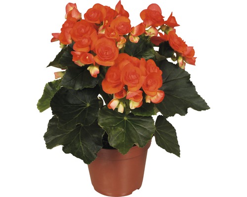 Bégonia Elatior FloraSelf Begonia elatior 'Reina' H 30-40 cm pot Ø 14 cm