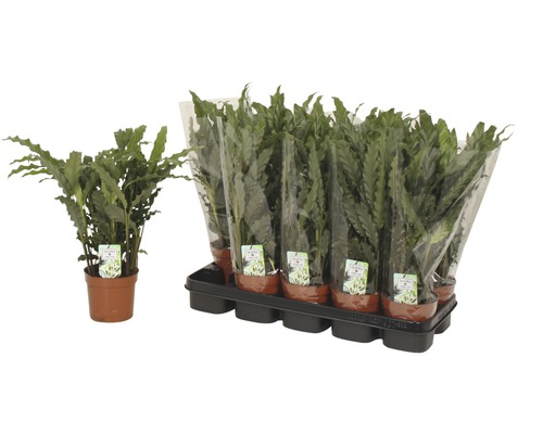 Calathée 'Blue Grass' FloraSelf Calathea rufibarba 'Blue Grass' H 34-45 cm pot Ø 12 cm Calathée 'Blue Grass' FloraSelf Calathea rufibarba 'Blue Grass' H 34-45 cm pot Ø 12 cm