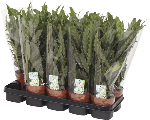 Tablett mit mehreren Calathea Zimmerpflanzen im Topf, verpackt in Plastikfolie