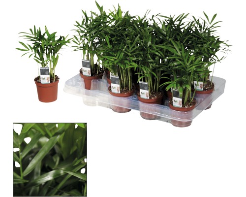 Mehrere Zwergpalmen in Töpfen auf einem Tablett