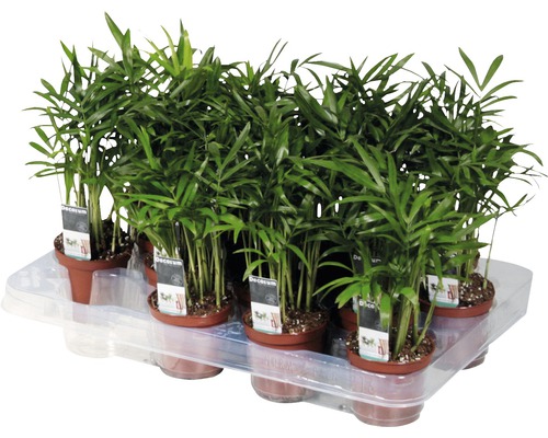 Chamaedorée FloraSelf Chamaedorea H 20-30 cm pot Ø 7 cm Chamaedorée FloraSelf Chamaedorea H 20-30 cm pot Ø 7 cm