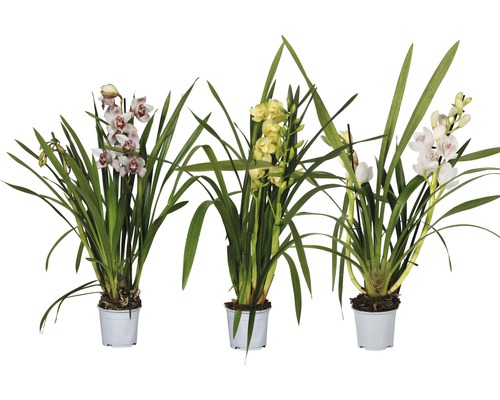 Orchidée cymbidium FloraSelf Cymbidium-Cultivars h 50-70 cm pot Ø 12 cm diff. sortes