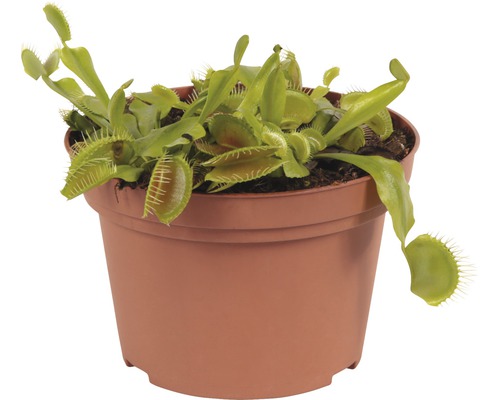 Gobe-mouches dans un pot