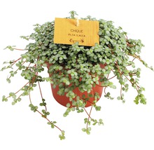 Pilea Glauca, plante d''intérieur en pot