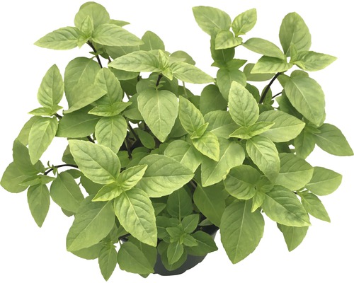 Plant de basilic en pot