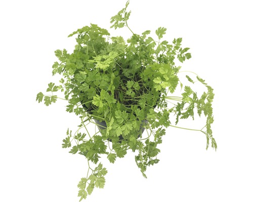 Cerfeuil en pot