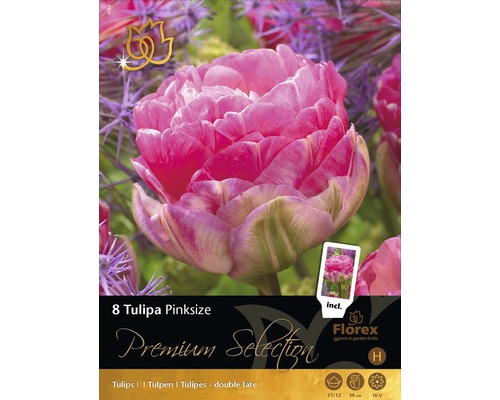 Verpackung Tulpen Pinksize, gefüllte späte Sorte, 8 Stück