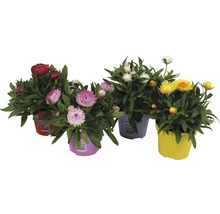 Strohblumen in Töpfen mit verschiedenen Blütenfarben