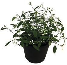 Diff. variétés d'euphorbe FloraSelf Euphorbia hypericifolia/ Chamaesyce hypericifolia pot Ø 12/13 cm