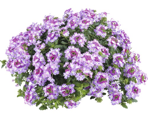 Verveine FloraSelf Verbena Vanessa ™ Serie 'Bicolor Purple' pot Ø 12 cm