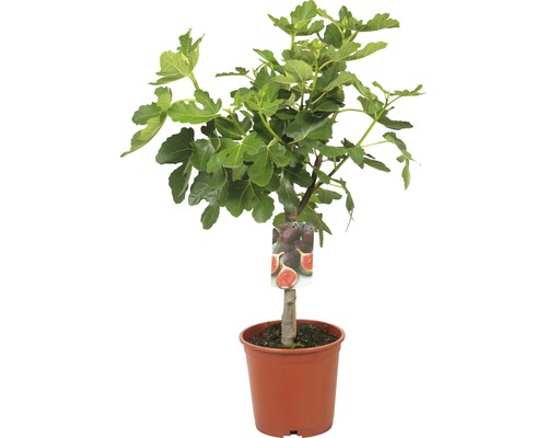 Feigenbaum im Topf