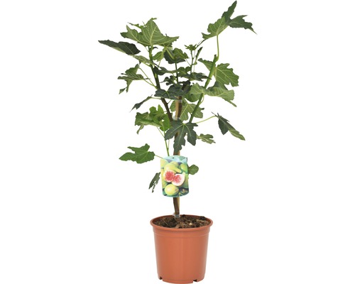 Feigenbaum im Topf