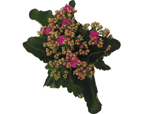 Plante de kalanchoé avec fleurs et feuilles