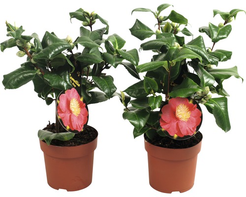 Kamelie FloraSelf Camellia japonica H 30-50 cm Ø 12 cm Topf zufällige Sortenauswahl Zwei Kamelienpflanzen im Topf mit Blütenbild
