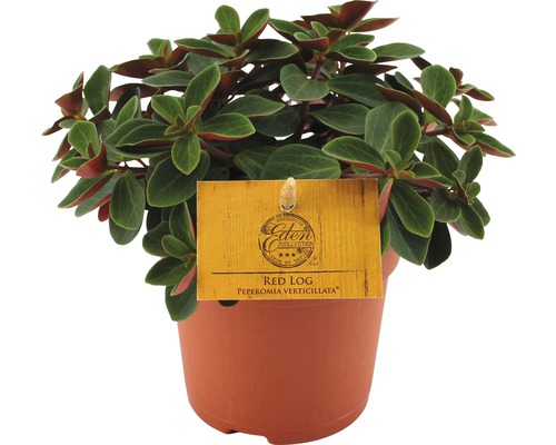 Pilea depressa FloraSelf Peperomia verticilata 'Red Log' pot de 10,5 cm