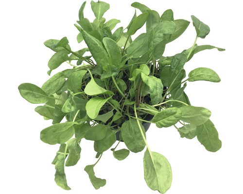 Sauerampfer Pflanze im Topf