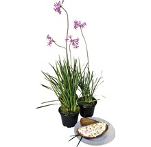 Trois plantes en pot ciboulette à fleurs violettes et une assiette de pain avec du fromage frais aux herbes