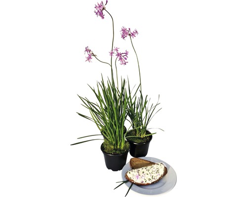 Trois plantes en pot ciboulette à fleurs violettes et une assiette de pain avec du fromage frais aux herbes