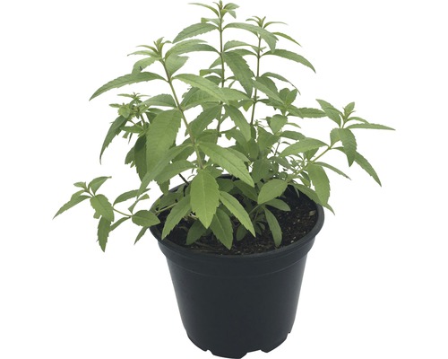 Zitronenstrauch Pflanze im Topf