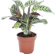 Marante FloraSelf Ctenanthe burle-marxii h 30-45 cm pot Ø 12 cm-thumb-0